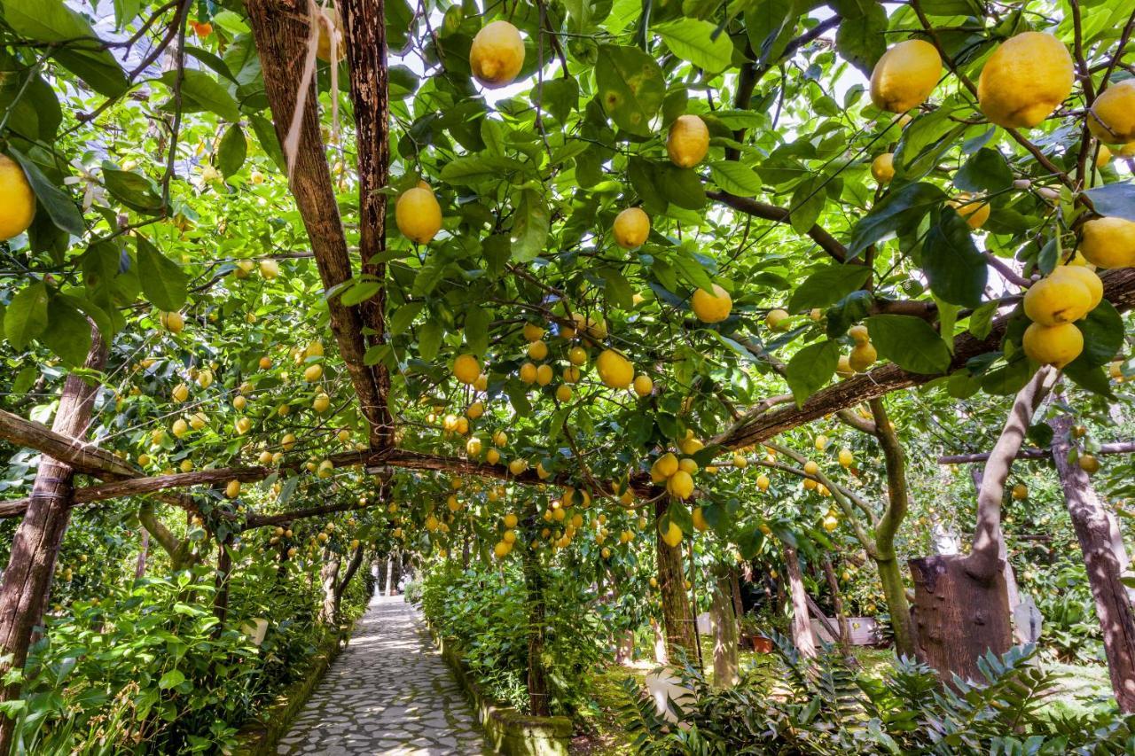 Villa Maresca B&B Piano di Sorrento Ngoại thất bức ảnh
